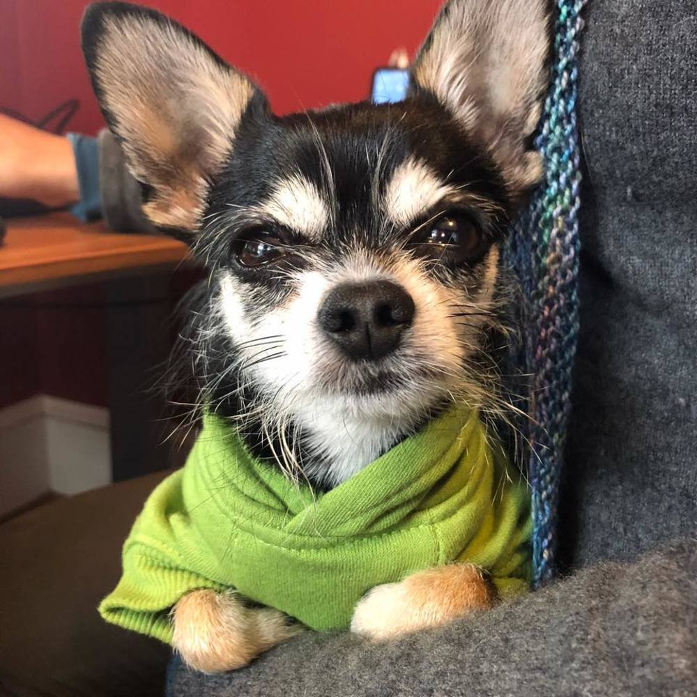 Meet your Posher, Daphne